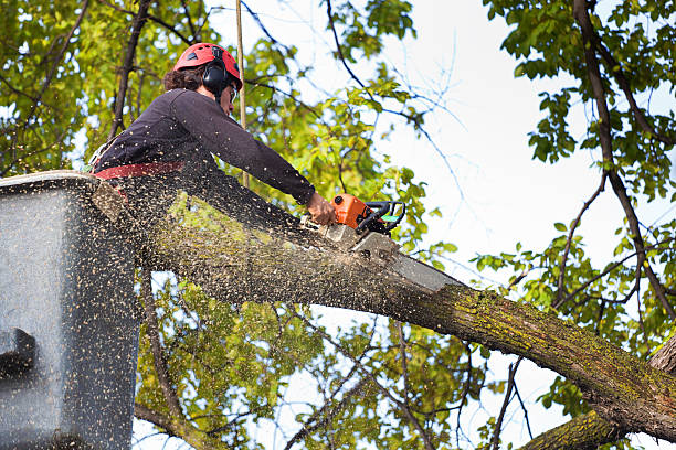 Best Lawn Irrigation Installation and Maintenance  in Hayward, WI