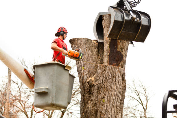 How Our Tree Care Process Works  in  Hayward, WI